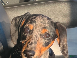 Miniature Dachshund dogs Papi! - Ad 2