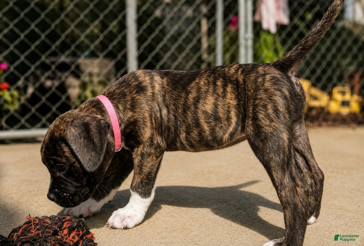 Mixed Breed dogs American Corso Light Pink collar - Ad 5