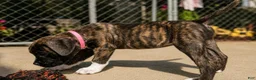 Mixed Breed dogs for sale: American Corso Light Pink collar - Ad 1