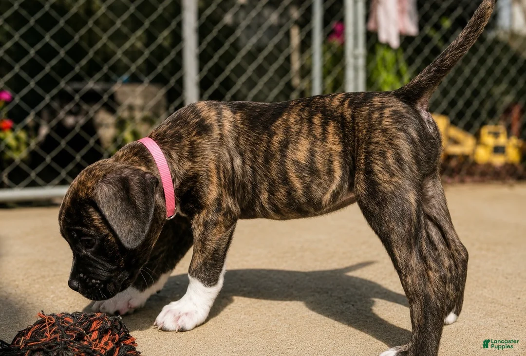 Mixed Breed dogs for sale: American Corso Light Pink collar - Ad 1