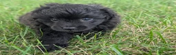 Pomapoo dogs for sale: Peppercorn - Ad 4