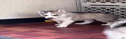 Siberian Husky dogs for sale: Indy AKC - Ad 3