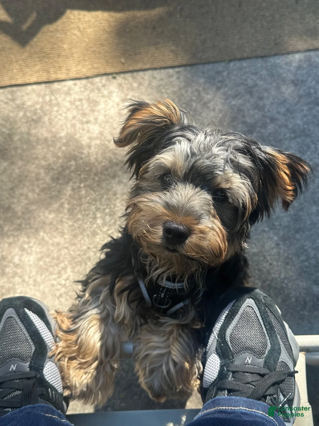 Yorkshire Terrier dogs for sale: Mace - Ad 1