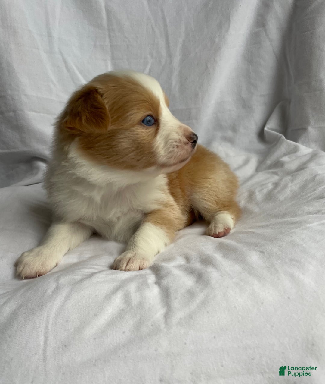 Australian Shepherd dogs for sale: Blue - Ad 2