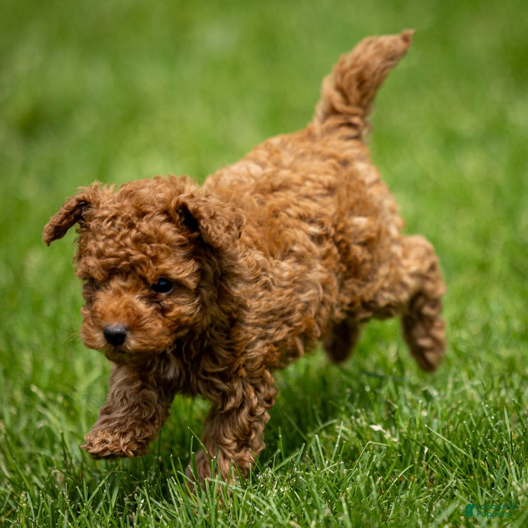 Toy Poodle dogs for sale: Maple Rose - Ad 11