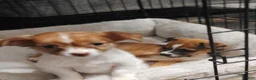 Chihuahua dogs for sale: Ella (teacup) - Ad 4