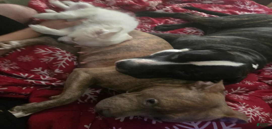 Gallery Image {{count}}