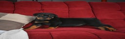 Rottweiler dogs for sale: Griffin / Mocha – Santos Ad-Dirah - Ad 1