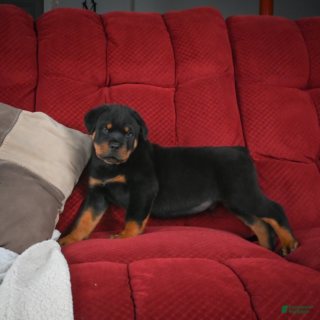 Rottweiler dogs for sale: Griffin / Mocha – Santos Ad-Dirah - Ad 1