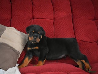 Rottweiler dogs Griffin / Mocha – Santos Ad-Dirah - Ad 25