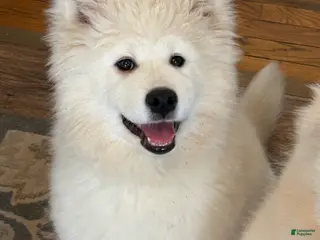Samoyed dogs for sale: Spice - Ad 2