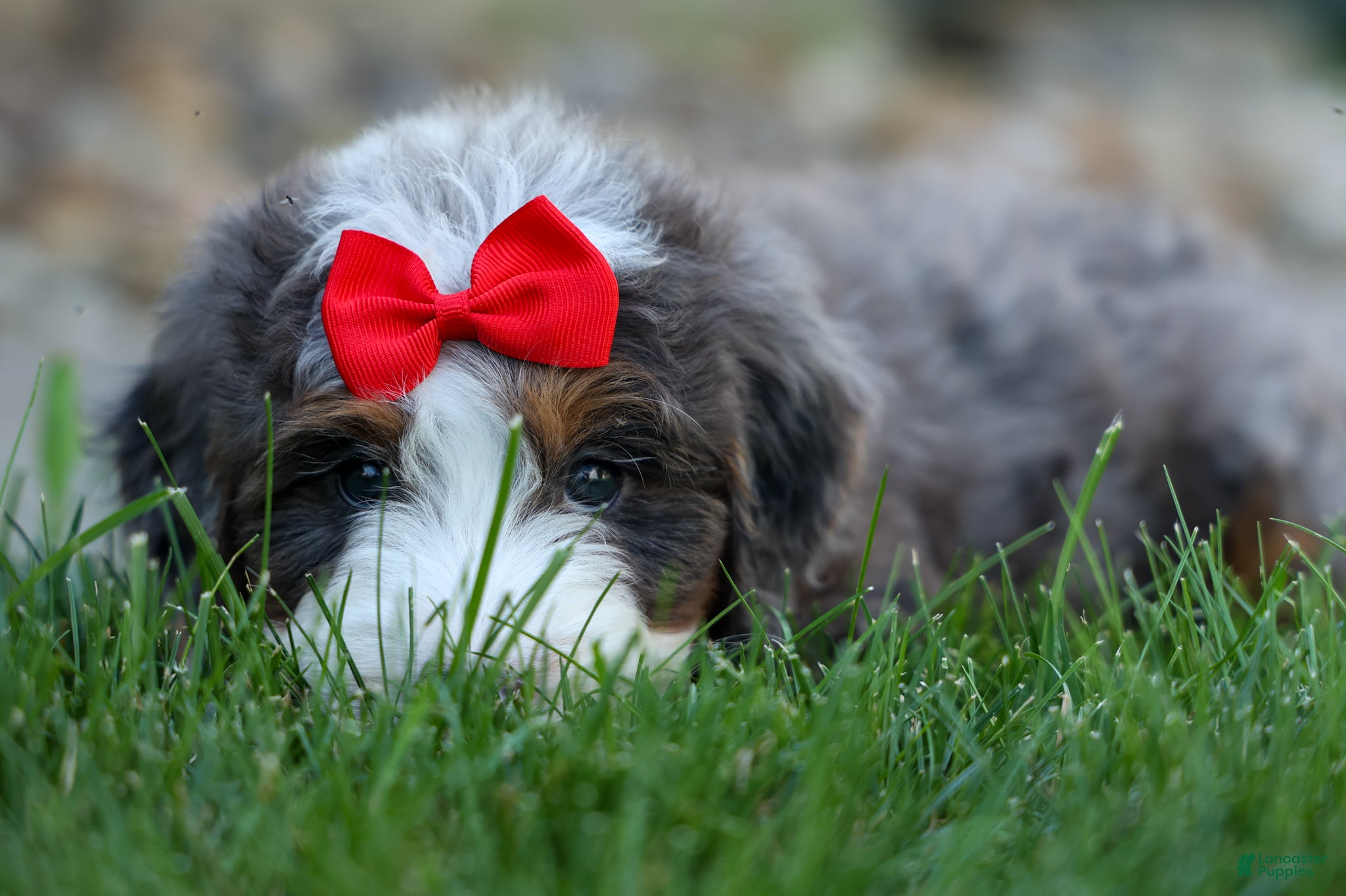 Mini Bernedoodle dogs 🐾 Meet Pilot 🐾 - Ad 2