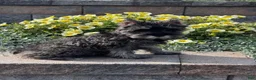 Miniature Schnauzer dogs for sale: Khloe - Ad 3