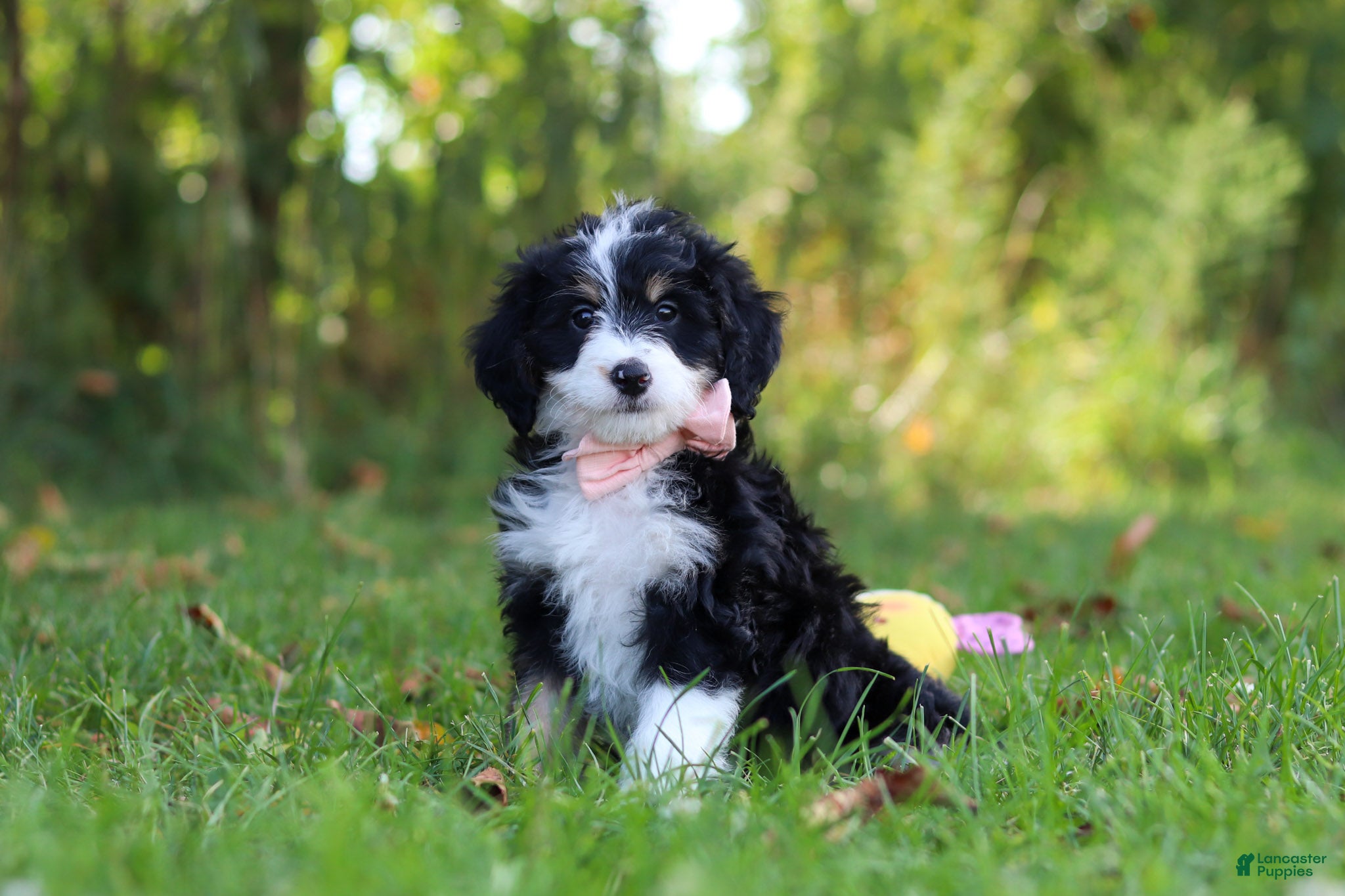 Mini Bernedoodle dogs Martha🎀 - Ad 1