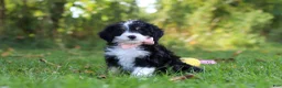 Mini Bernedoodle dogs for sale: Martha🎀 - Ad 1