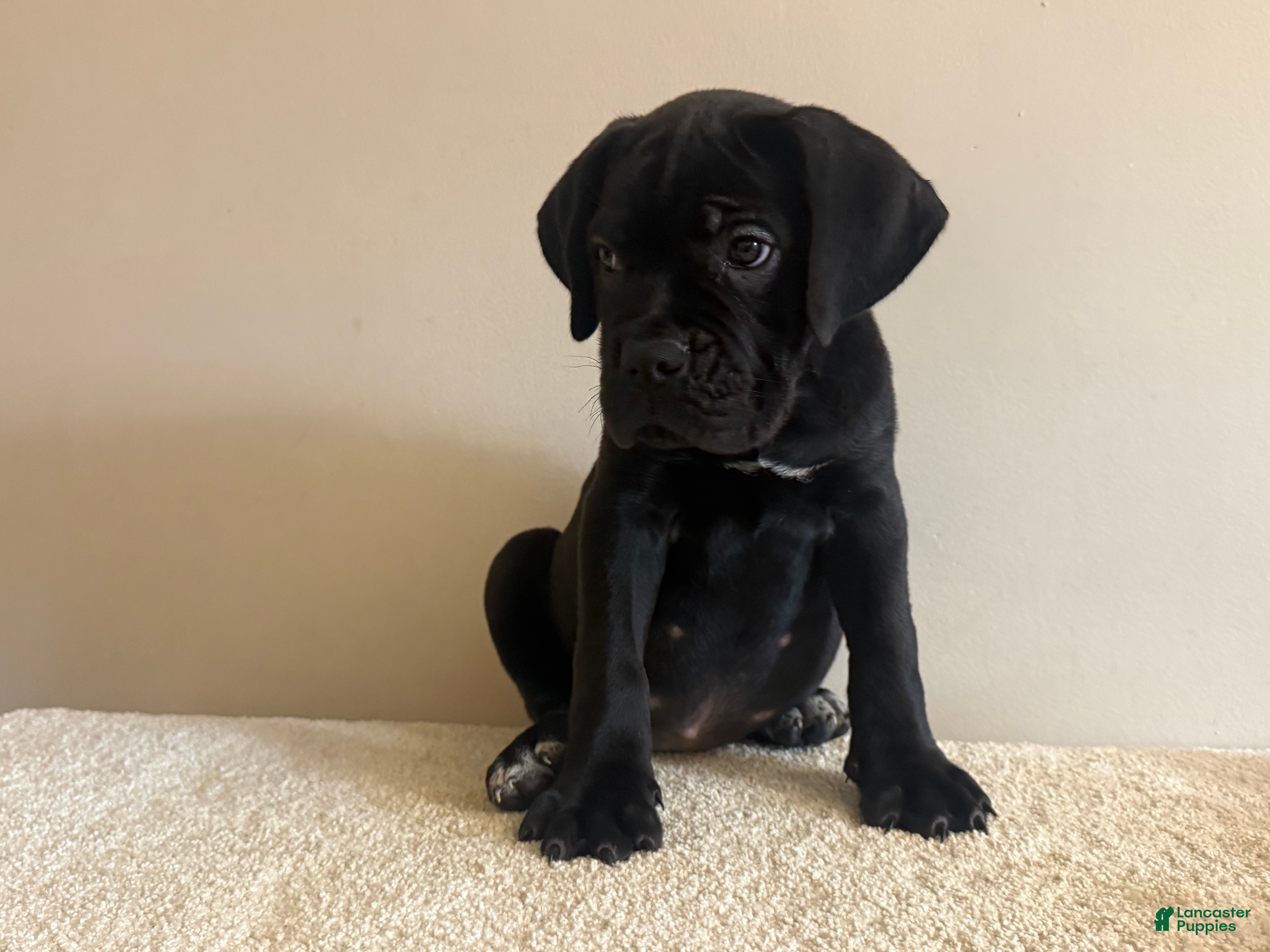 Cane Corso dogs Bella  - Ad 2