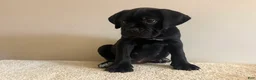 Cane Corso dogs for sale: Bella  - Ad 2