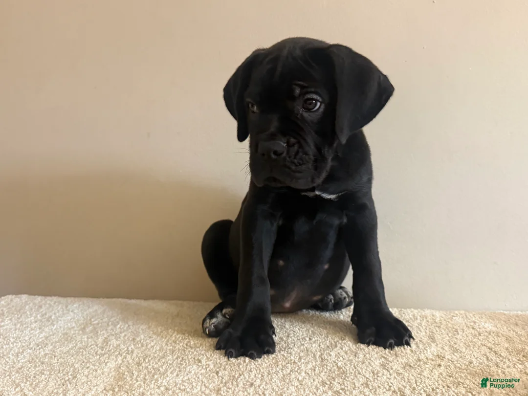 Cane Corso dogs for sale: Bella  - Ad 2