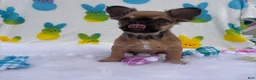 French Bulldog dogs for sale: Fawn girl  - Ad 8