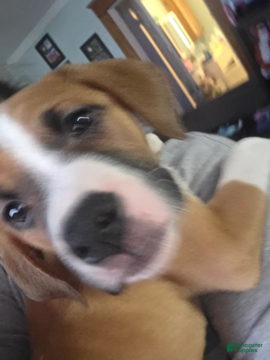 Mixed Breed dogs for sale: Bennie - Ad 2