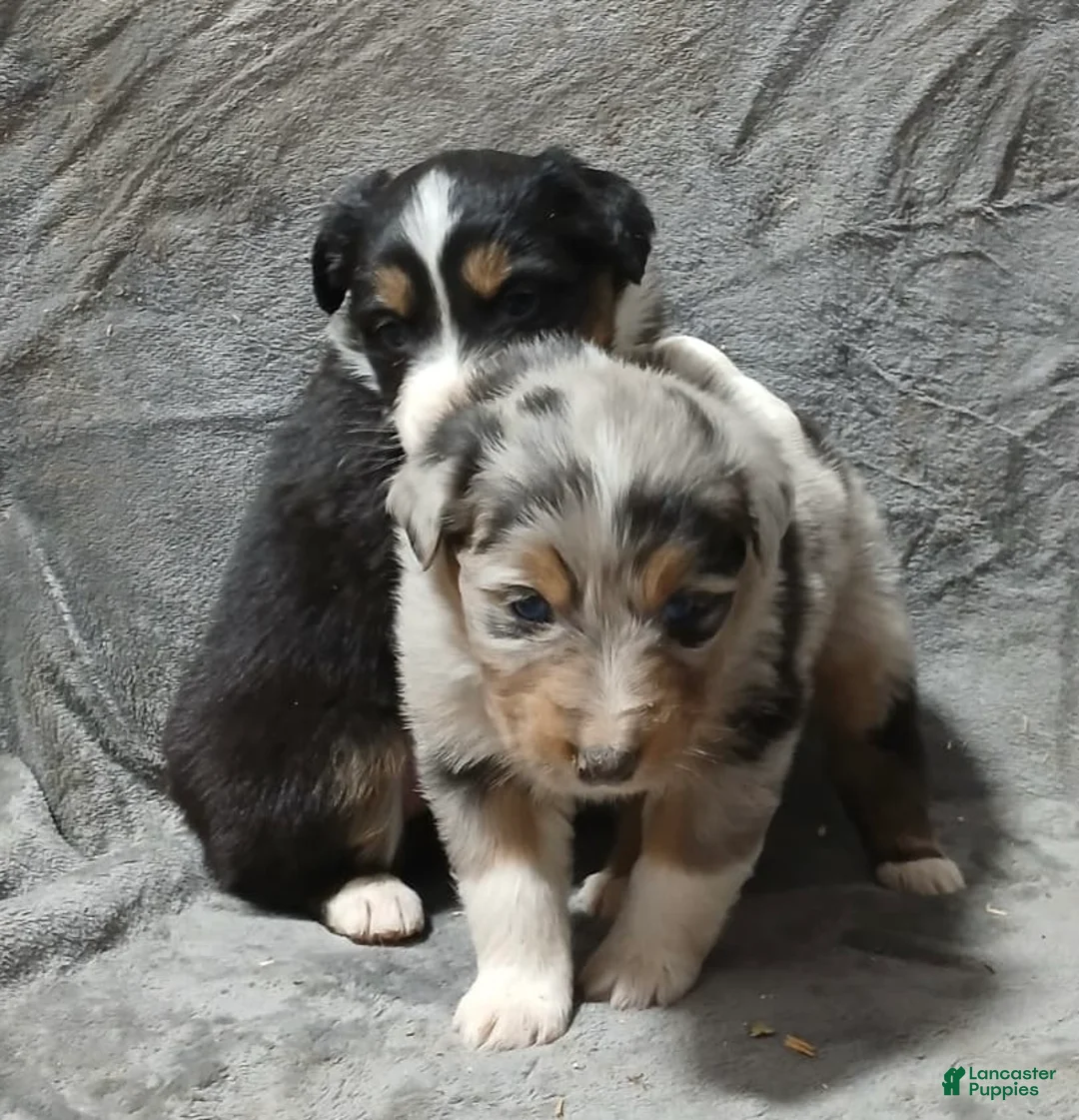 Australian Shepherd dogs for sale: Flynn - Ad 4