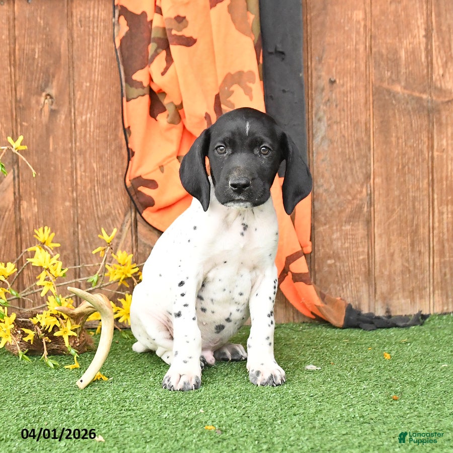 German Shorthaired Pointer dogs Lightning - Ad 1