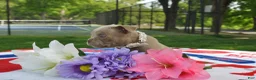 American Bully dogs for sale: American Bully Puppy 5 - Ad 4
