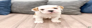 Bailey