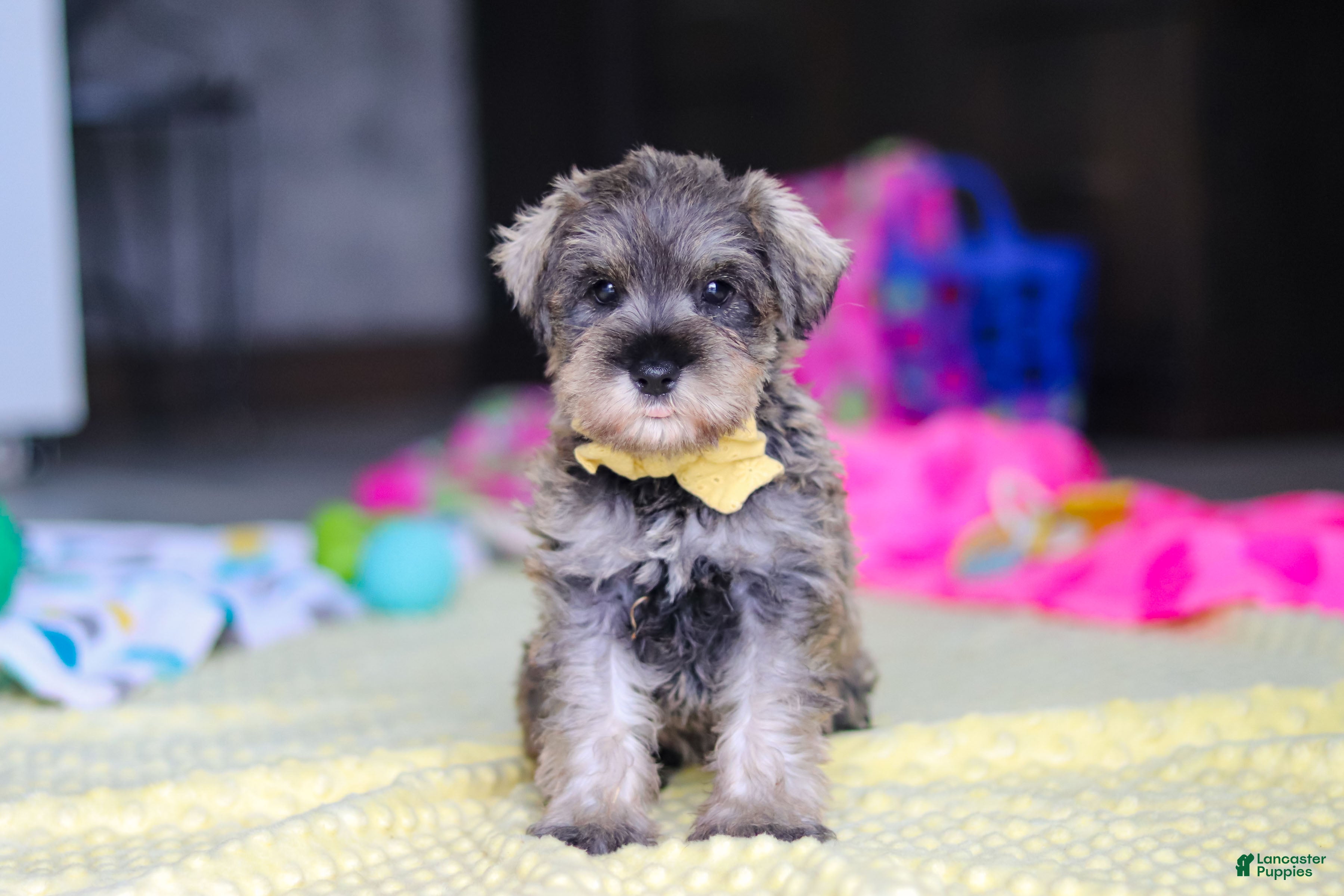 Miniature Schnauzer dogs Henry - Ad 2