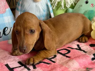 Miniature Dachshund dogs Pedro - Ad 17
