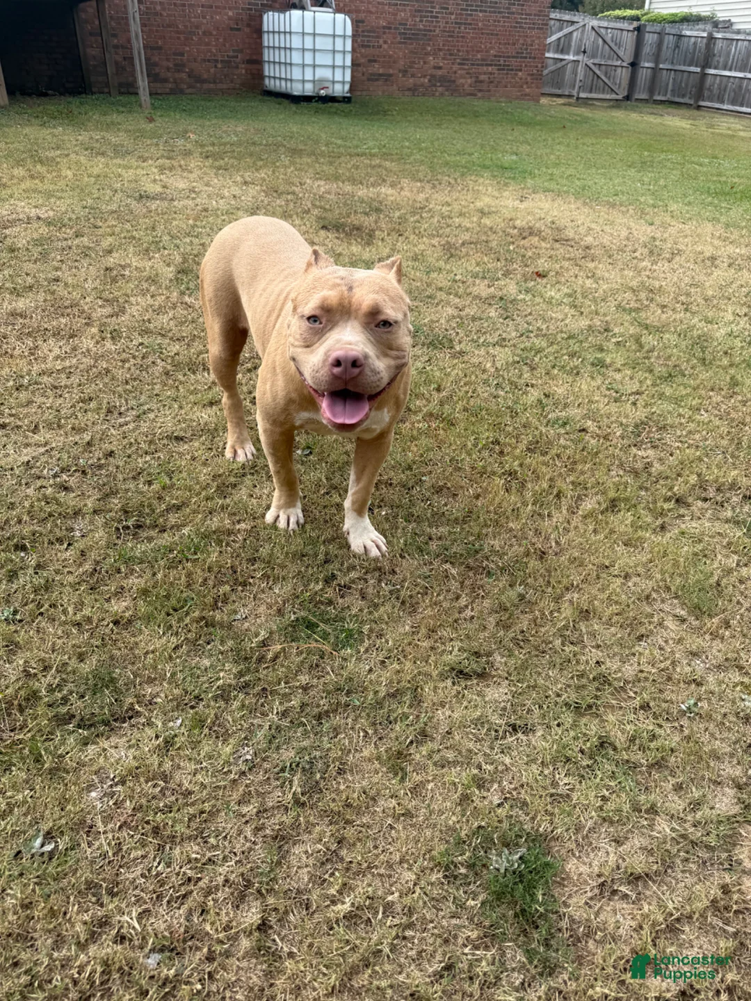 American Bully dogs for sale: American Bully Puppy 1 - Ad 2