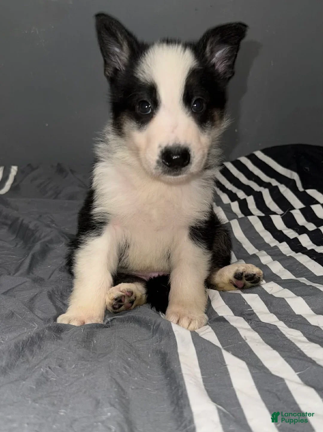 German Shepherd dogs for sale: Rudolph - Ad 1