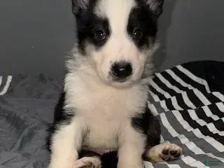 German Shepherd dogs for sale: Rudolph - Ad 3