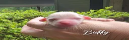 Mixed Breed dogs for sale: Buffy - Ad 10