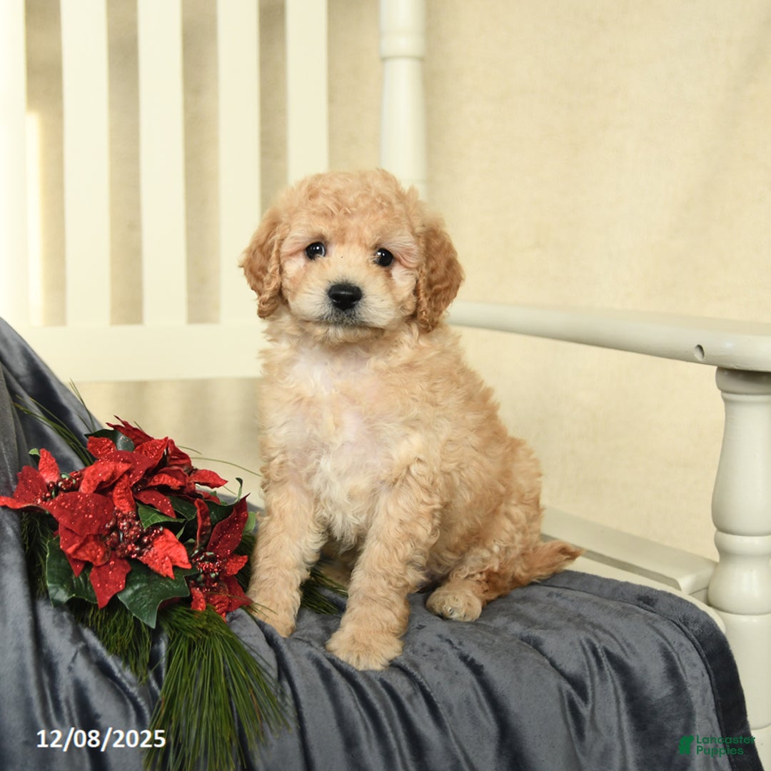 Cavapoo dogs for sale: Curly - Ad 3