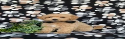 Maltipoo dogs for sale: Ryce 6 lbs Full Grown - Ad 4