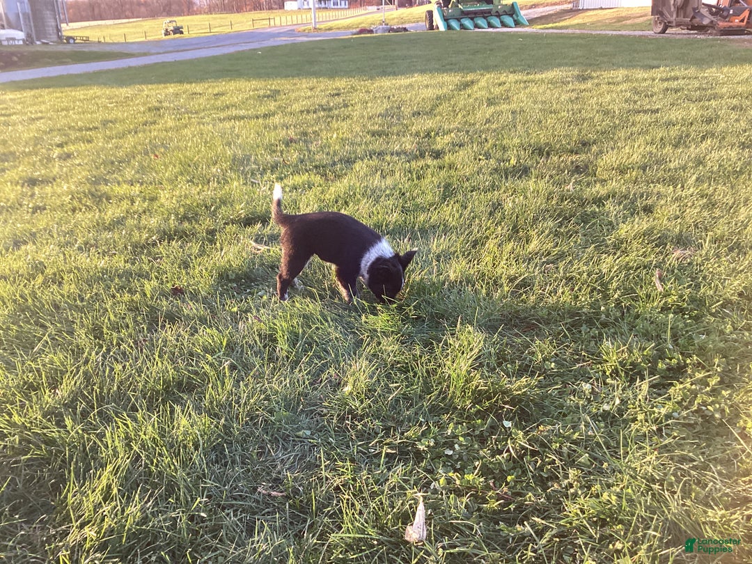 Mixed Breed dogs for sale: Alexis - Ad 3