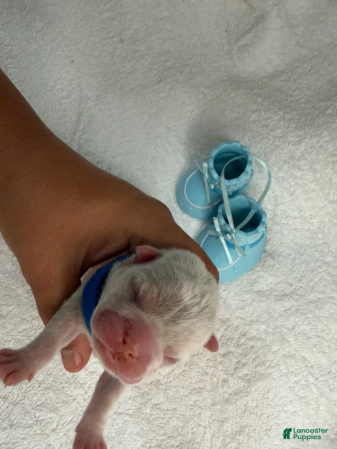 French Bulldog dogs for sale:  Puppy 5 - Ad 2