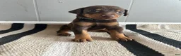 Doberman Pinscher dogs for sale: Blue Collar  - Ad 2