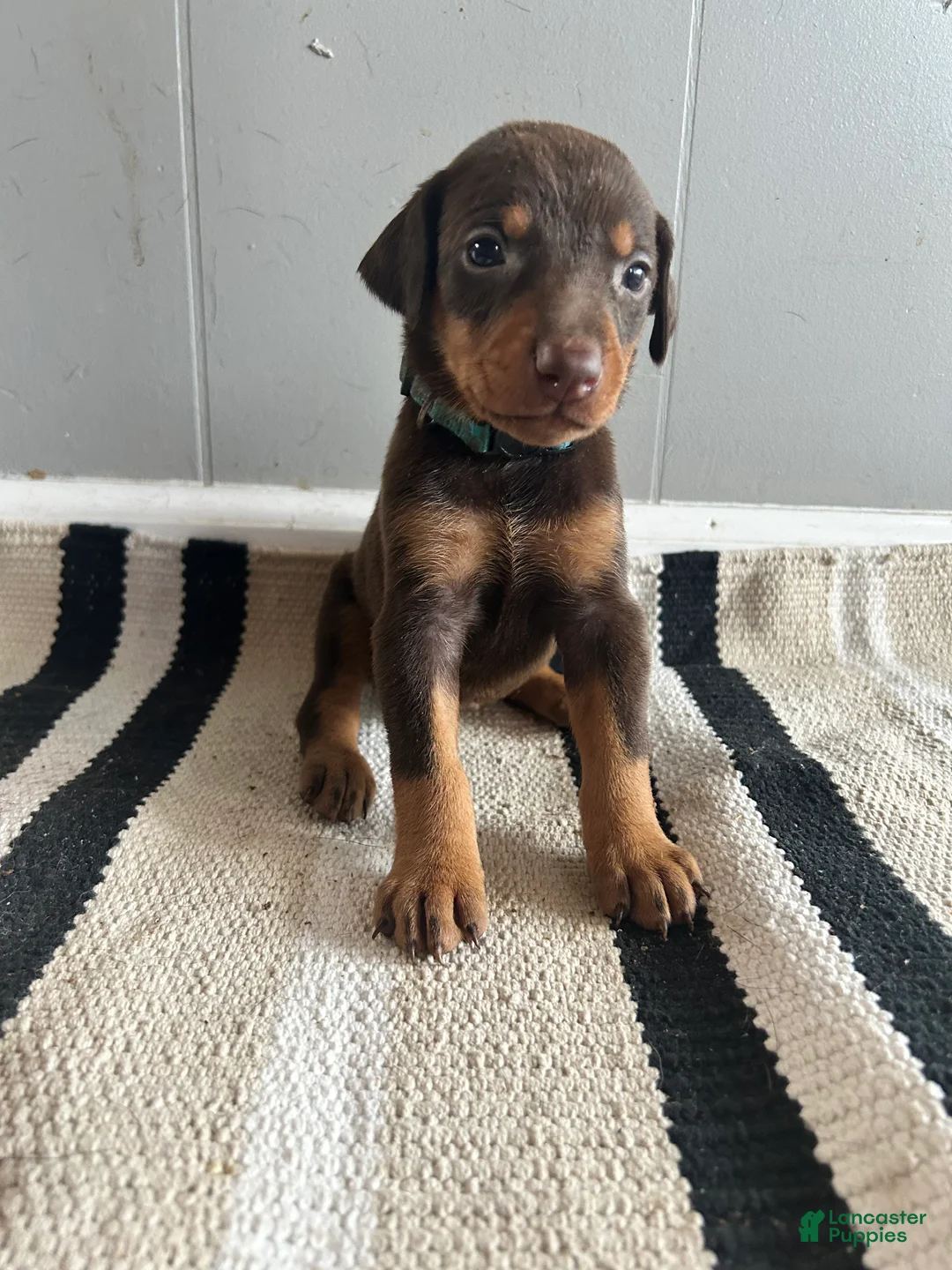 Doberman Pinscher dogs for sale: Blue Collar  - Ad 2