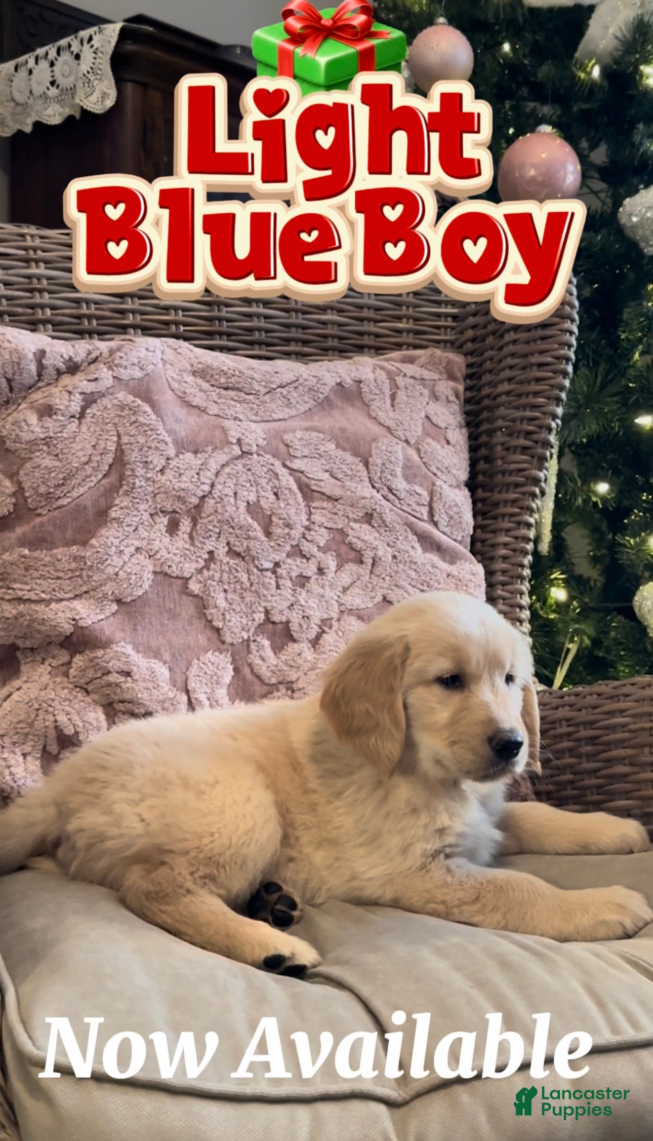 Golden Retriever dogs Golden Retriever Light Blue Boy - Ad 33