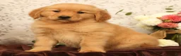 Golden Retriever dogs for sale: Hailey - Ad 4