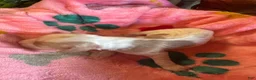 Cavapoo dogs for sale: Penney - Ad 5