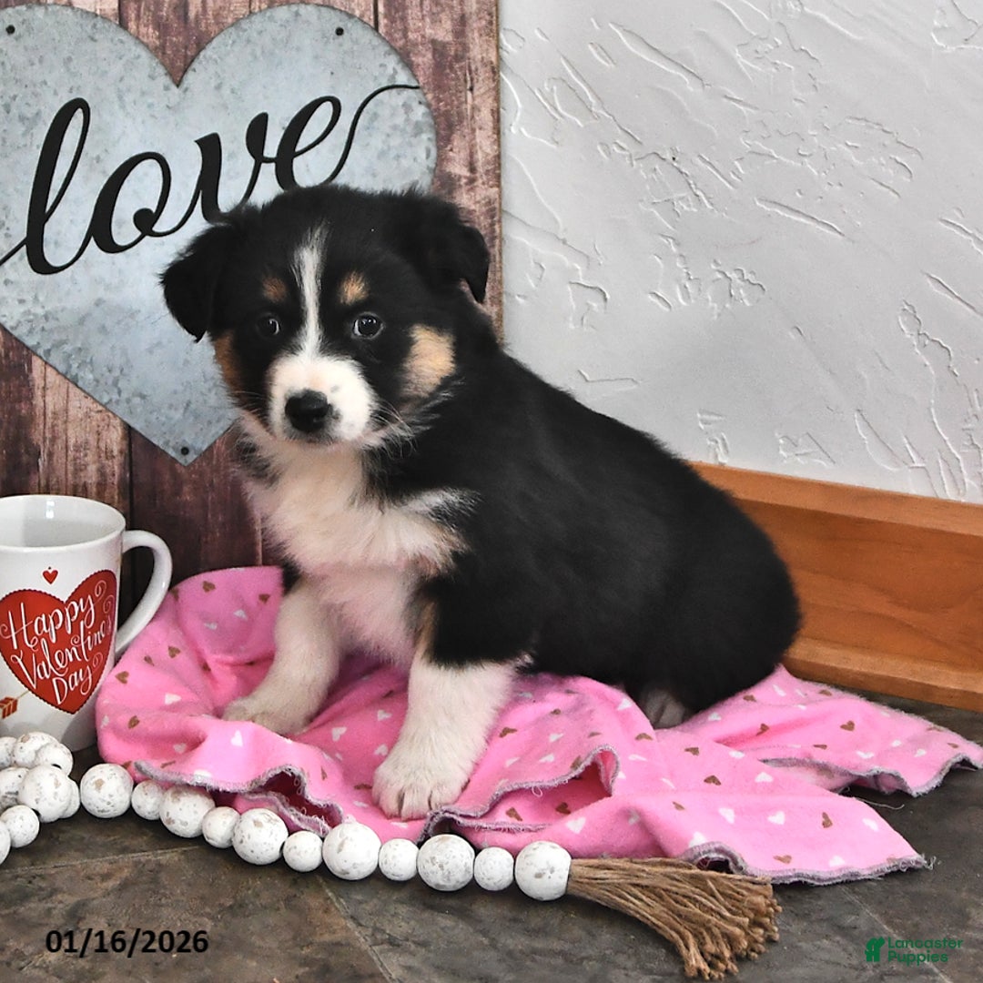 Australian Shepherd dogs for sale: Jenny - Ad 1