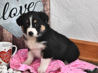 Australian Shepherd dogs Jenny - Ad 16