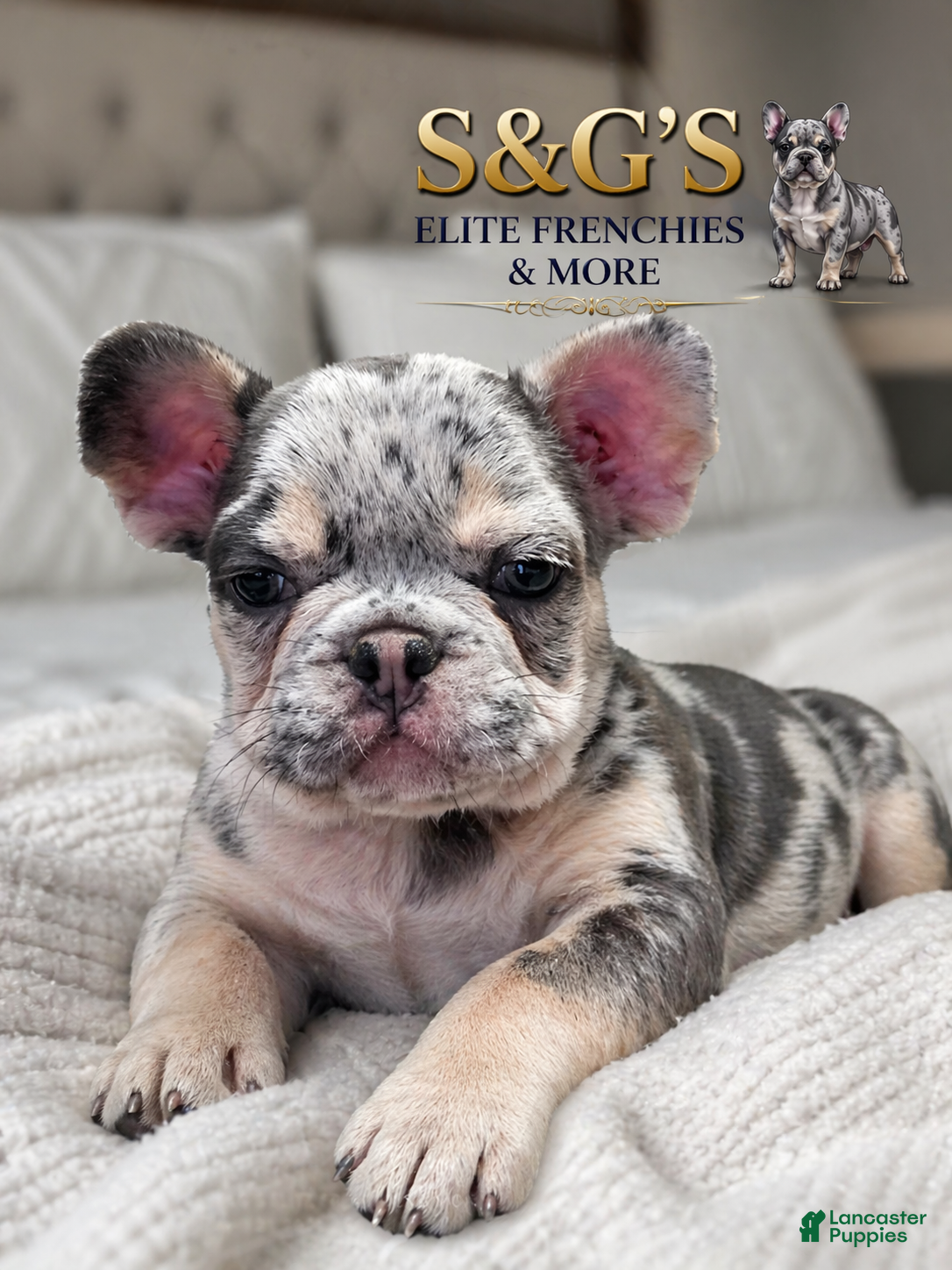 French Bulldog dogs Rolo - Ad 1