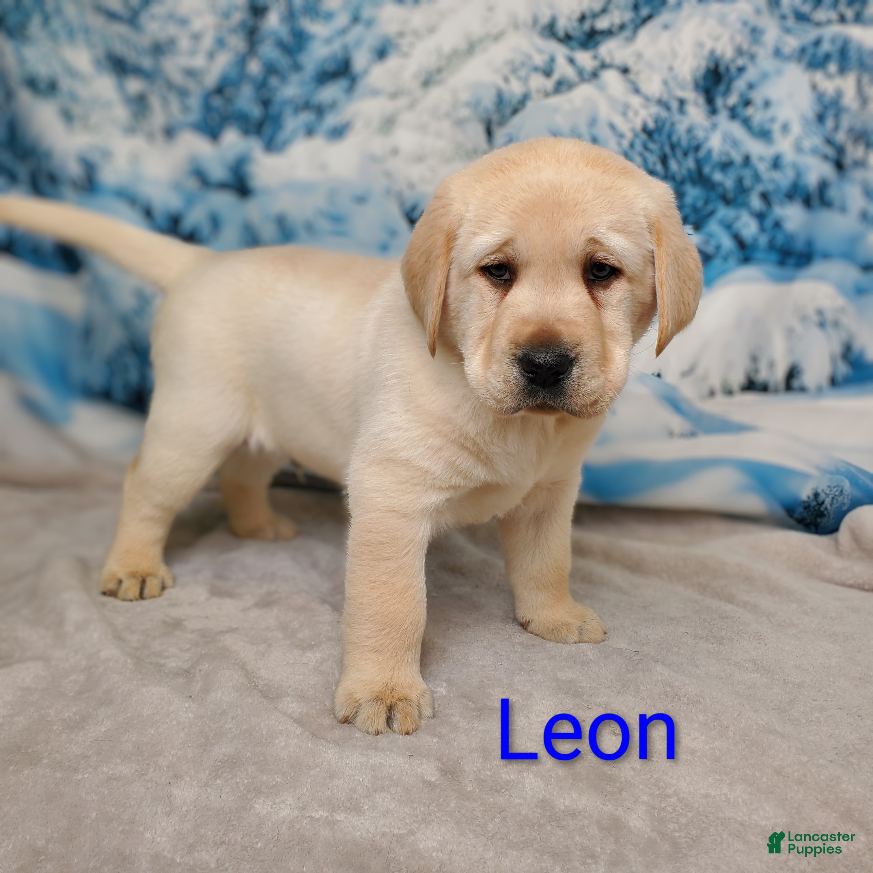 Labrador Retriever dogs Puppy Has found a new home - Ad 1