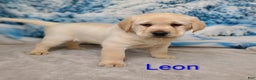 Labrador Retriever dogs for sale: Puppy Has found a new home - Ad 1