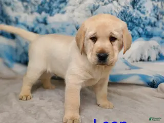 Labrador Retriever dogs Puppy Has found a new home - Ad 5