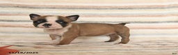 Boston Terrier dogs for sale: Daisy - Ad 1